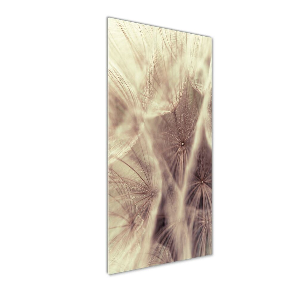 Acrylic print Dandelion