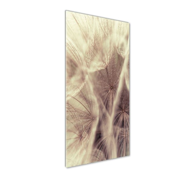 Acrylic print Dandelion