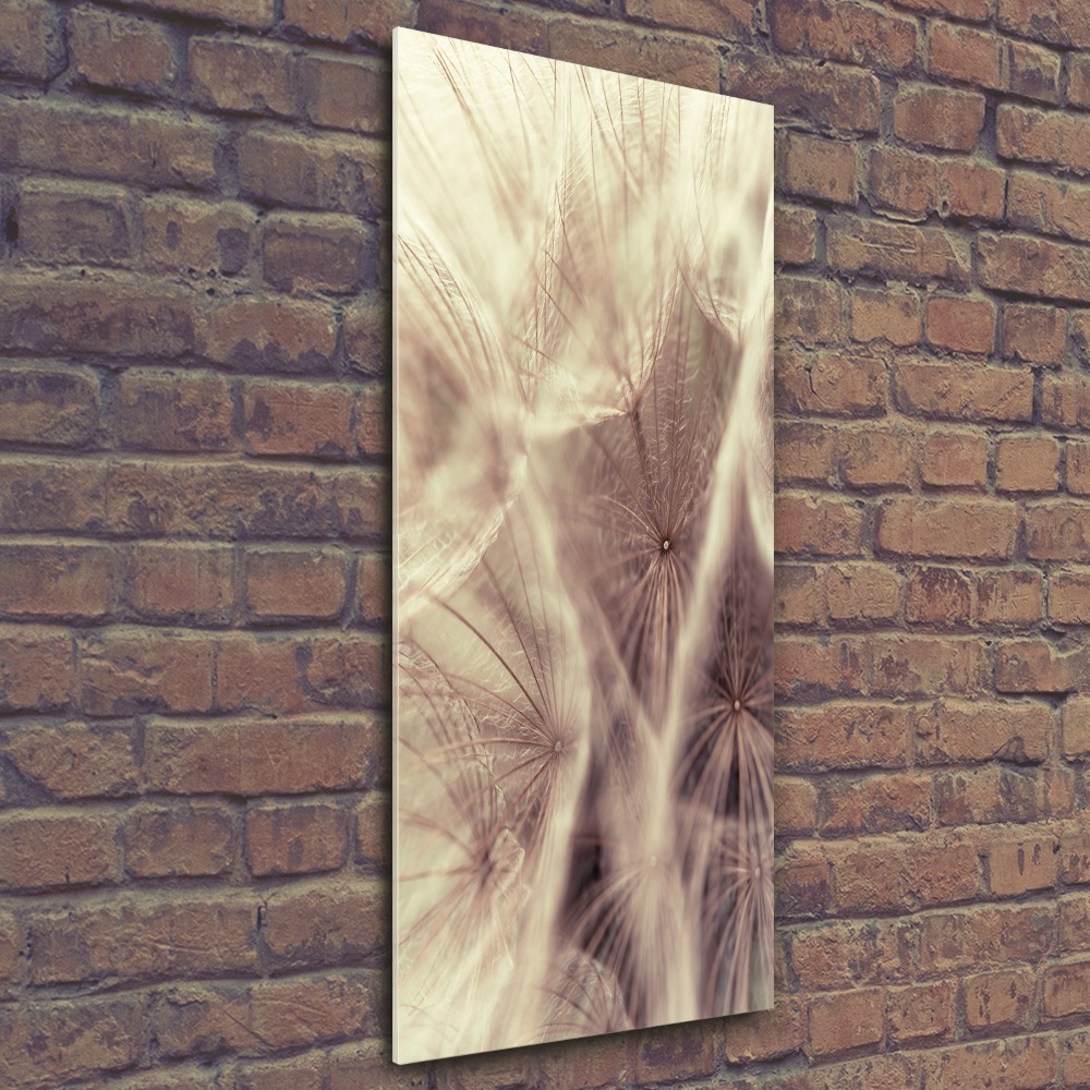 Acrylic print Dandelion