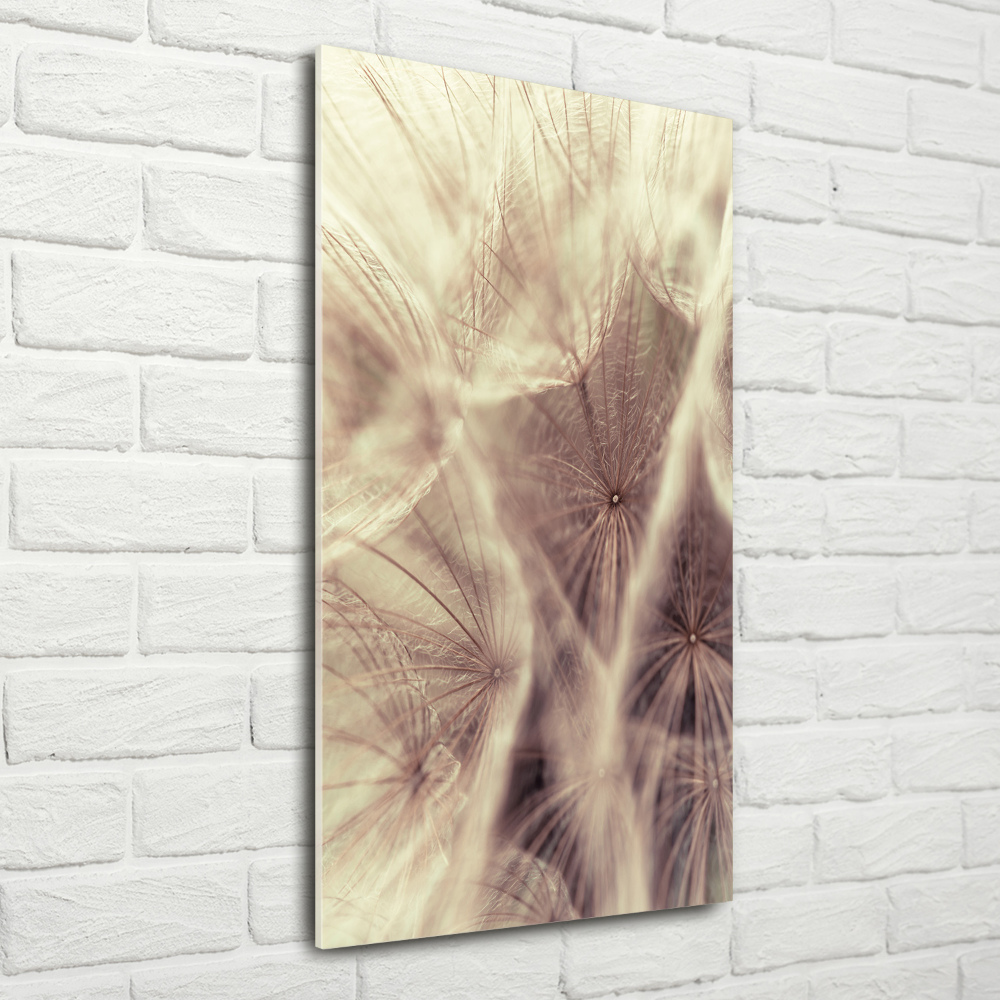 Acrylic print Dandelion