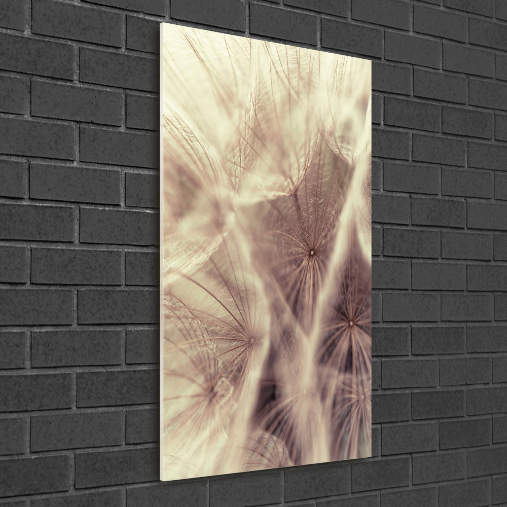 Acrylic print Dandelion