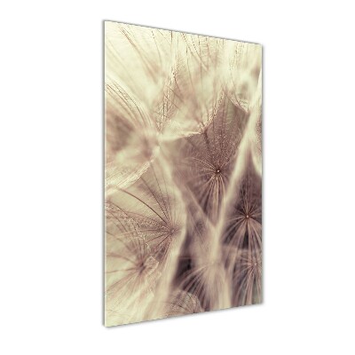 Acrylic print Dandelion