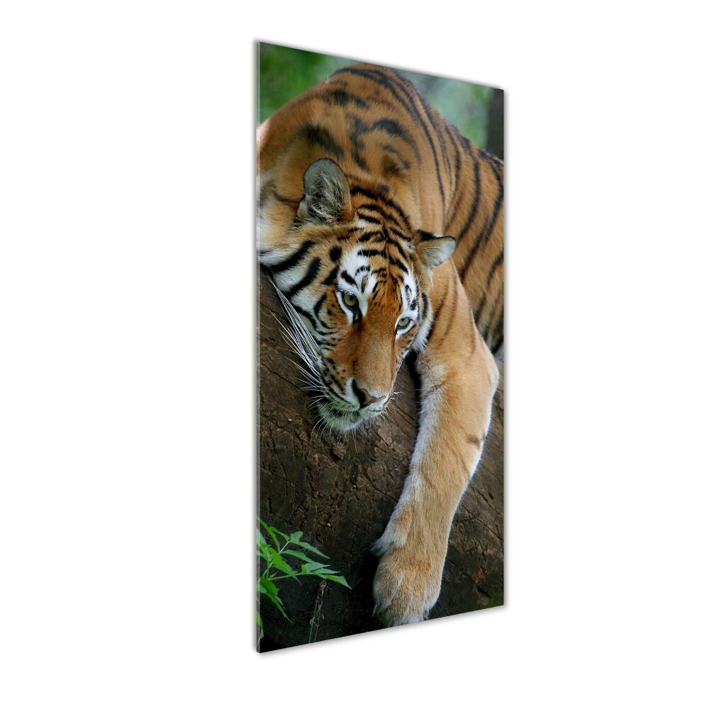 Acrylic print Tiger on a tree