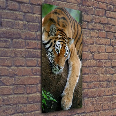 Acrylic print Tiger on a tree