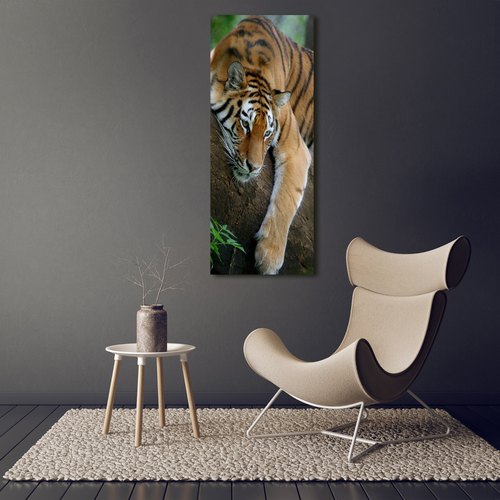 Acrylic print Tiger on a tree