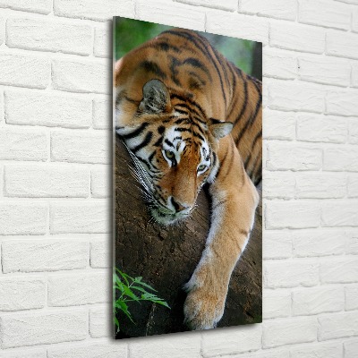 Acrylic print Tiger on a tree