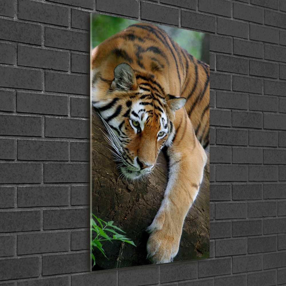 Acrylic print Tiger on a tree