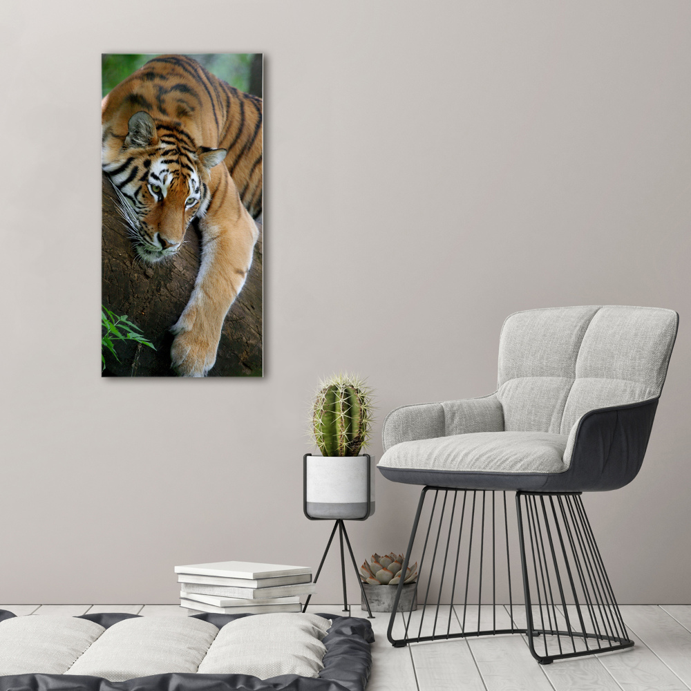 Acrylic print Tiger on a tree