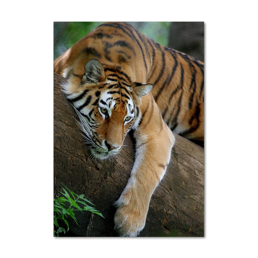 Acrylic print Tiger on a tree