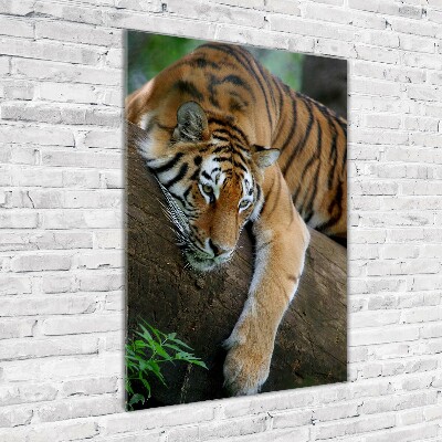 Acrylic print Tiger on a tree