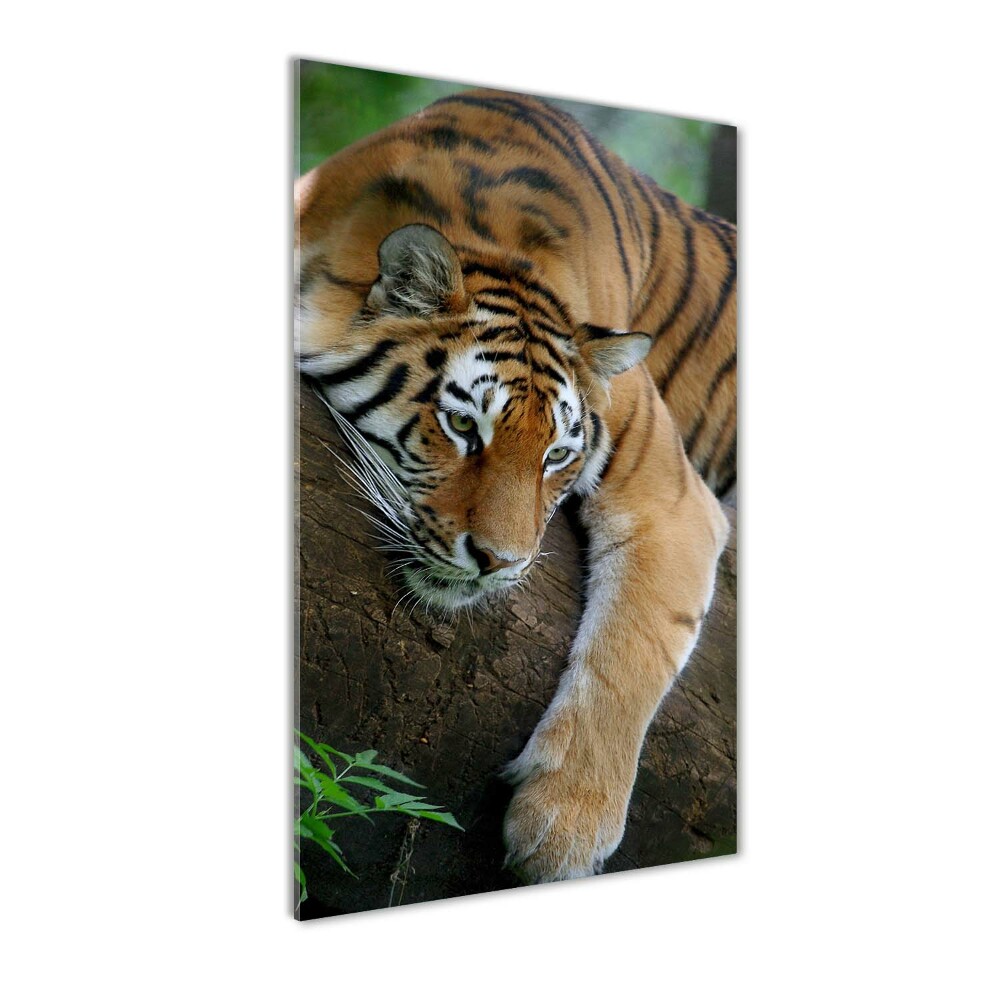 Acrylic print Tiger on a tree