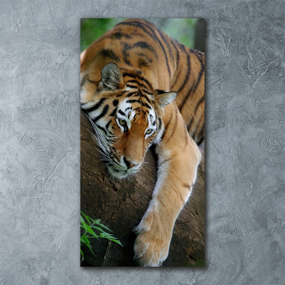 Acrylic print Tiger on a tree