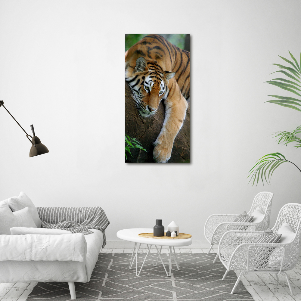 Acrylic print Tiger on a tree