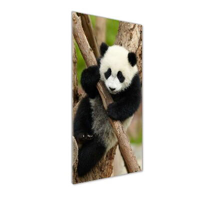 Acrylic print Panda on a tree