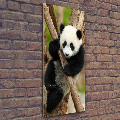 Acrylic print Panda on a tree