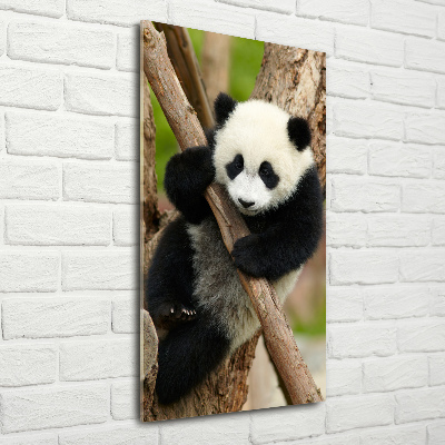 Acrylic print Panda on a tree