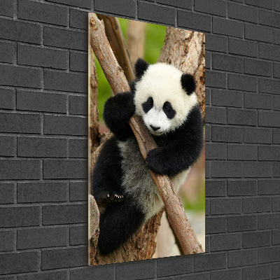 Acrylic print Panda on a tree