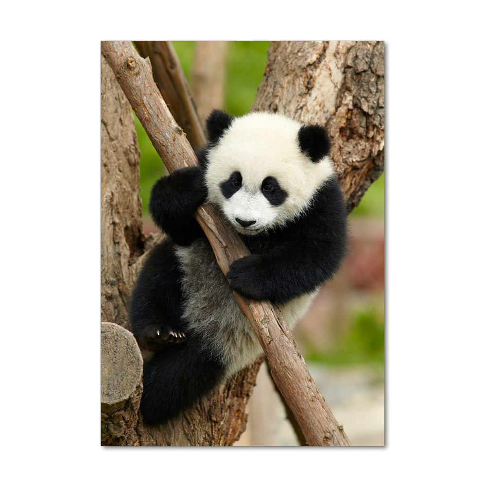 Acrylic print Panda on a tree