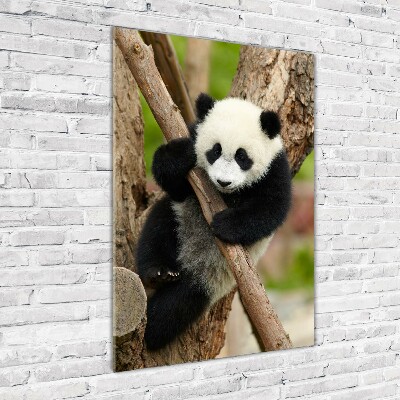 Acrylic print Panda on a tree