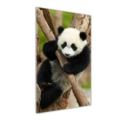 Acrylic print Panda on a tree