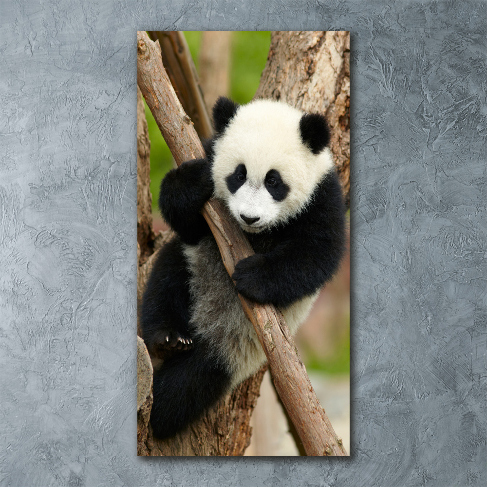 Acrylic print Panda on a tree