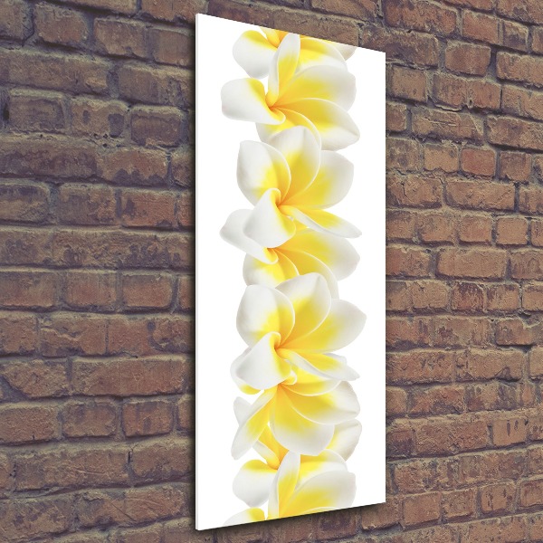 Acrylic print Plumeria