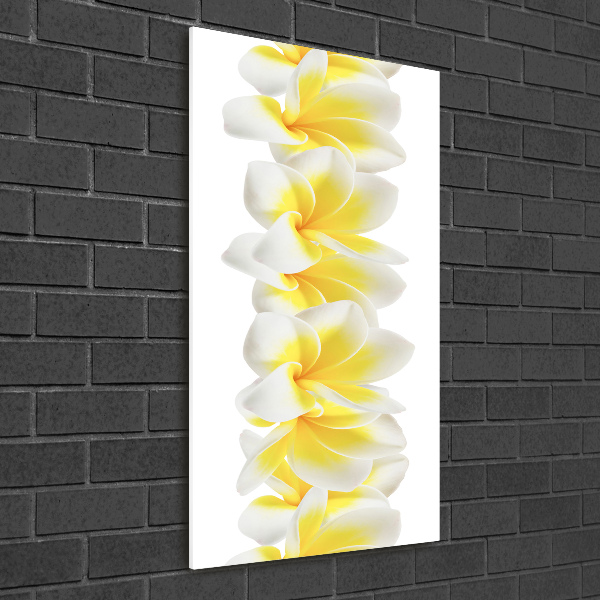 Acrylic print Plumeria