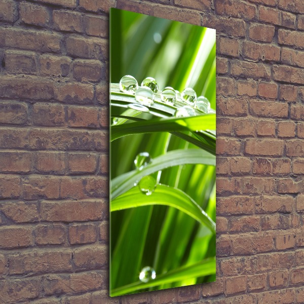 Print on acrylic Blade of grass