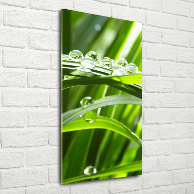 Print on acrylic Blade of grass