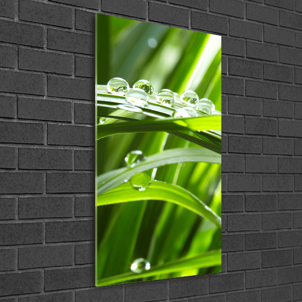 Print on acrylic Blade of grass