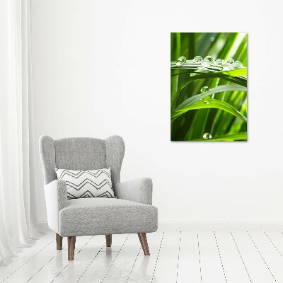 Print on acrylic Blade of grass