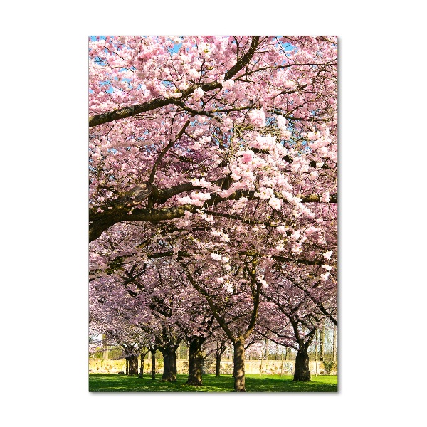 Print on acrylic glass Cherry trees