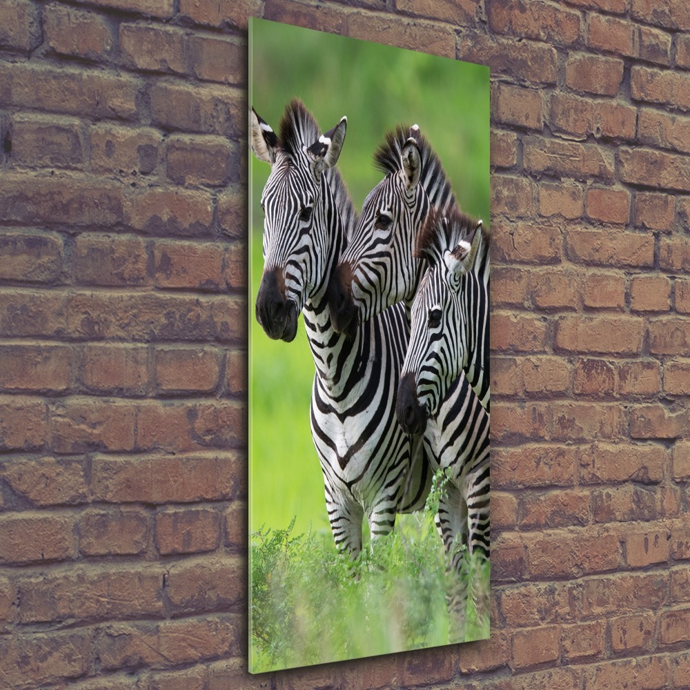 Print on acrylic Three zebras