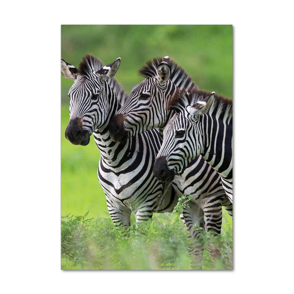 Print on acrylic Three zebras