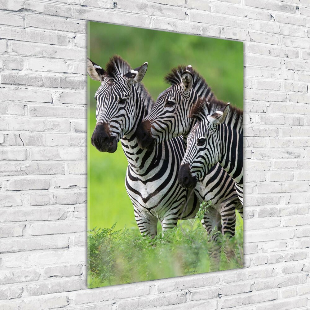 Print on acrylic Three zebras