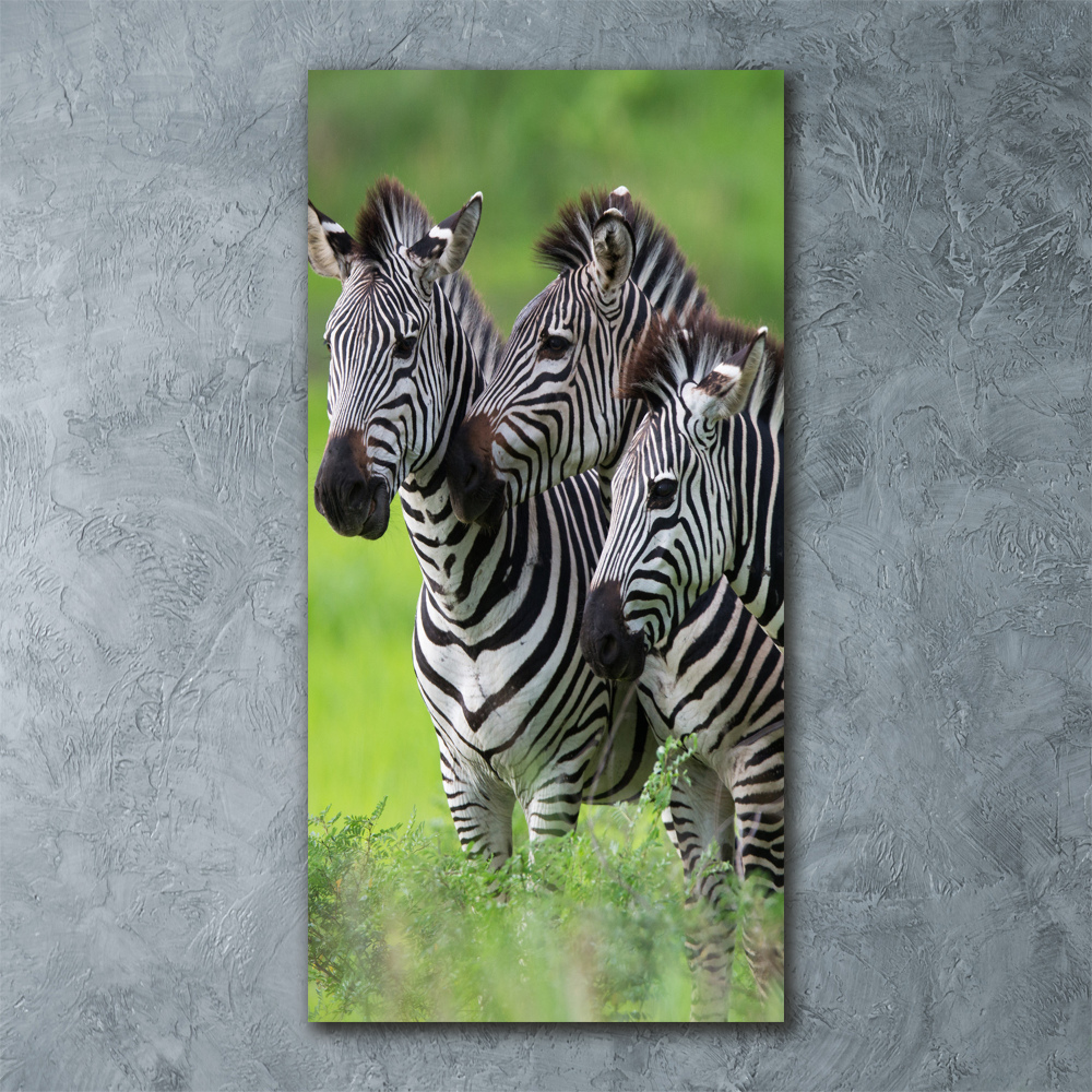 Print on acrylic Three zebras