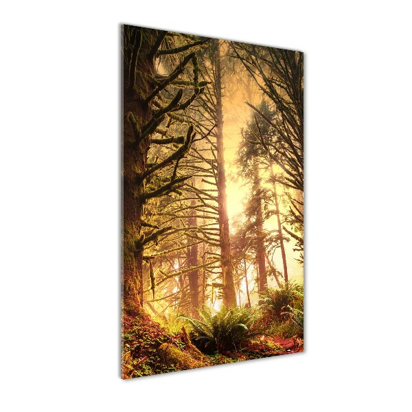 Print on acrylic glass the rainforest