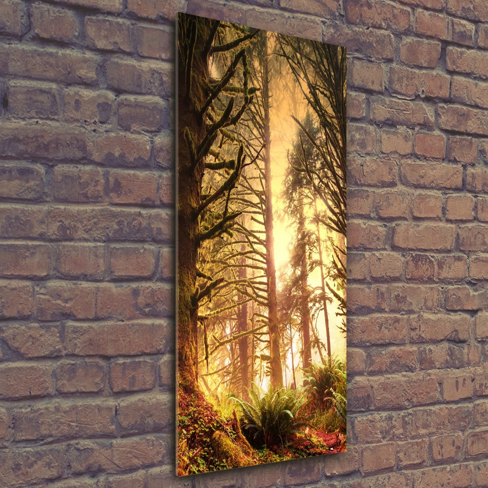 Print on acrylic glass the rainforest