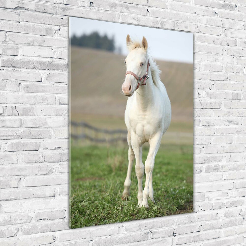 Print on acrylic Albinos horse