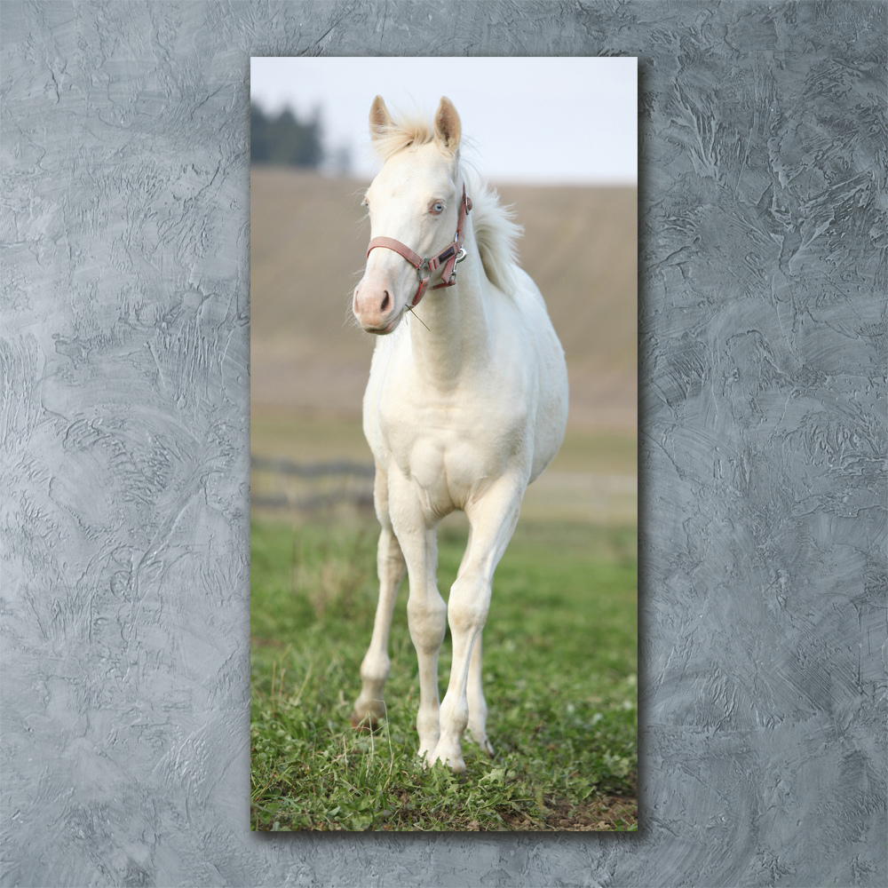 Print on acrylic Albinos horse