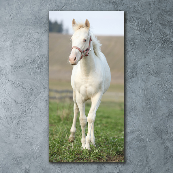 Print on acrylic Albinos horse