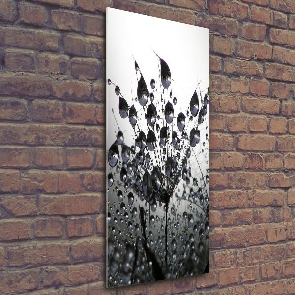 Print on acrylic Dandelion seeds