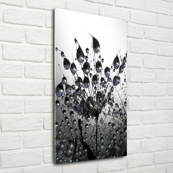 Print on acrylic Dandelion seeds