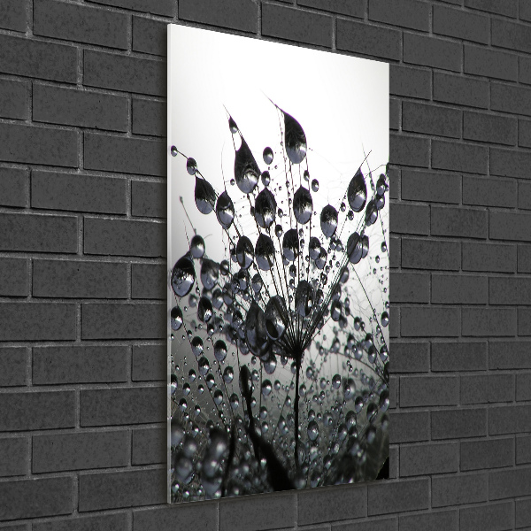 Print on acrylic Dandelion seeds