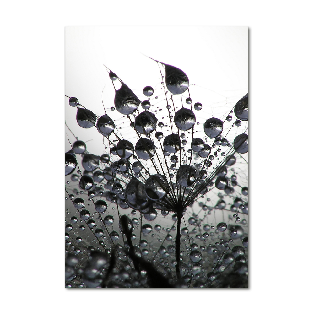 Print on acrylic Dandelion seeds