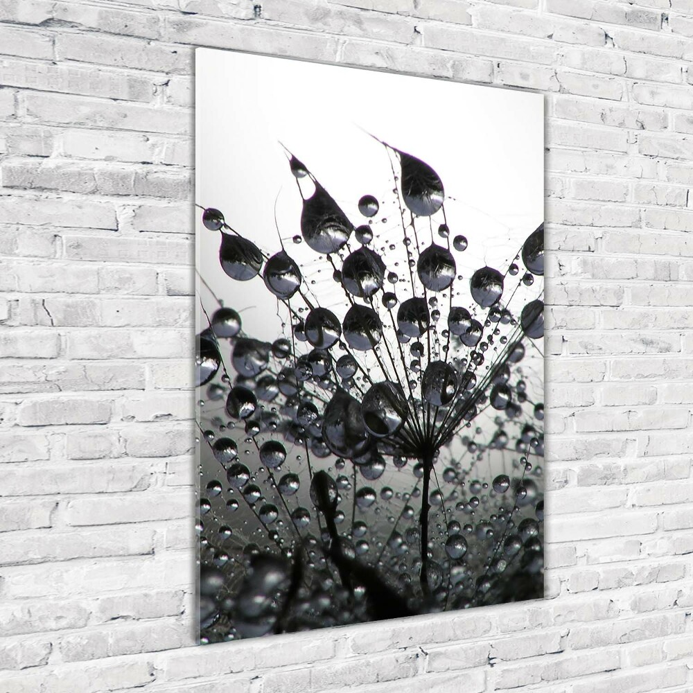 Print on acrylic Dandelion seeds