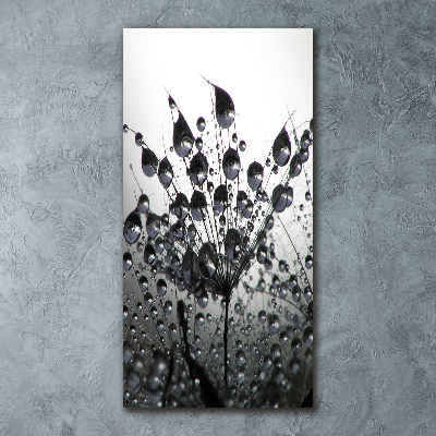 Print on acrylic Dandelion seeds