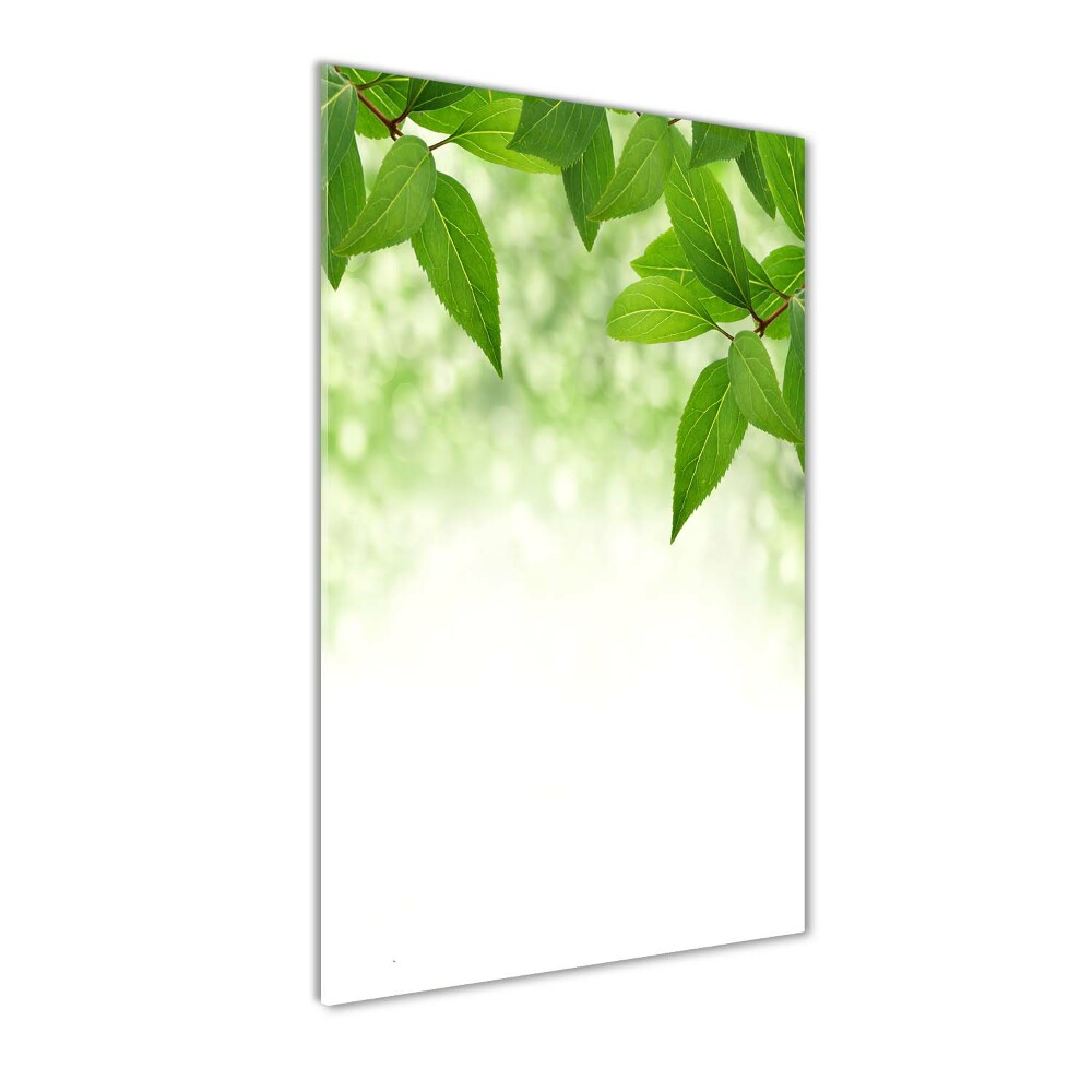 Acrylic print Green leaves