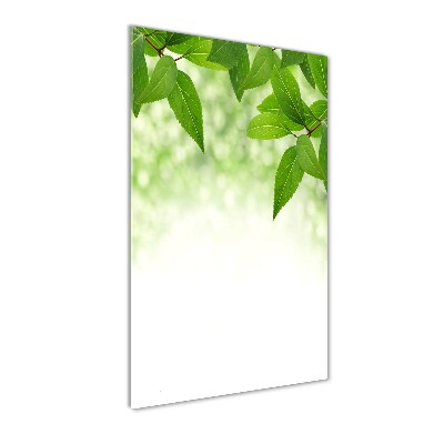 Acrylic print Green leaves