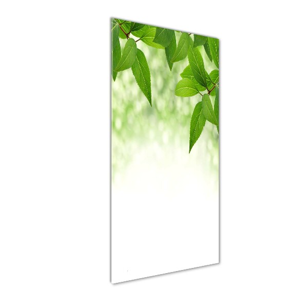 Acrylic print Green leaves